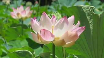 珠海享花卡提现攻略