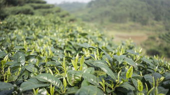 河北毛尖茶叶连锁品牌推广案例