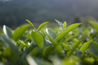 为何茶叶不能做品牌名？